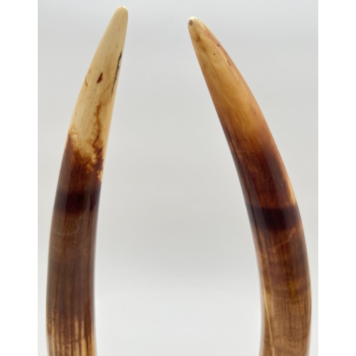 1203 - An antique pair of Walrus tusks mounted in a stepped silver plate bases with floral and swag decorat... 