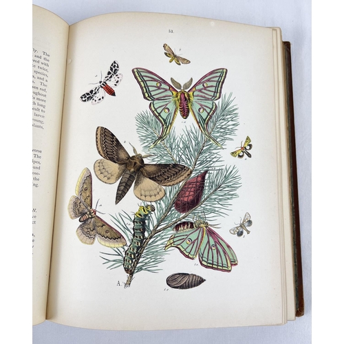 1300 - European Butterflies and Moths by W.F. Kirby with 61 coloured plates from Cassell, Peter, Galpin & C... 