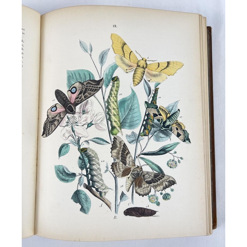 1300 - European Butterflies and Moths by W.F. Kirby with 61 coloured plates from Cassell, Peter, Galpin & C... 