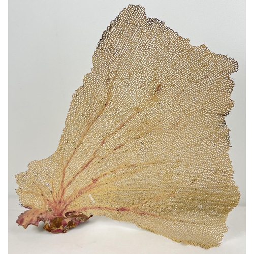 1360 - A large piece of vintage Alcyonacea Seafan coral. Approx. 40 x 38cm.