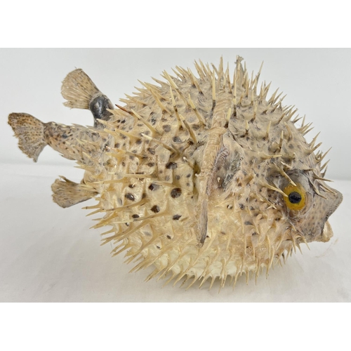 1361 - An antique white and speckled taxidermy Puffer Fish. Approx. 21 x 38 cm.