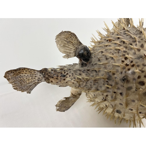 1361 - An antique white and speckled taxidermy Puffer Fish. Approx. 21 x 38 cm.