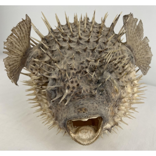 1361 - An antique white and speckled taxidermy Puffer Fish. Approx. 21 x 38 cm.