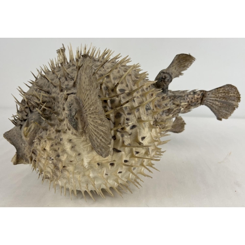 1361 - An antique white and speckled taxidermy Puffer Fish. Approx. 21 x 38 cm.