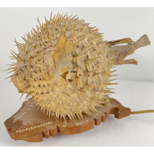 1362 - A vintage taxidermy Puffer Fish lamp. On wooden base in the shape of Mauritius with hand painted nam... 