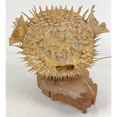 1362 - A vintage taxidermy Puffer Fish lamp. On wooden base in the shape of Mauritius with hand painted nam... 