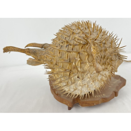 1362 - A vintage taxidermy Puffer Fish lamp. On wooden base in the shape of Mauritius with hand painted nam... 