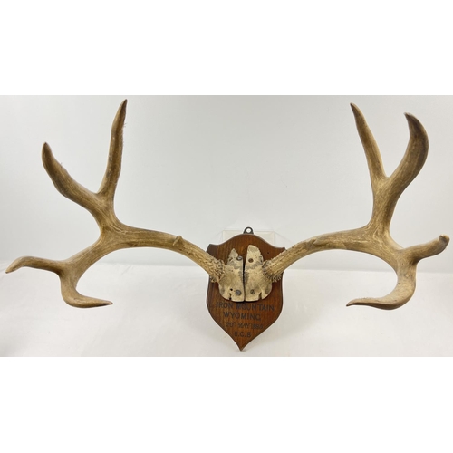 1271 - A set of Mountain Deer antlers mounted on a wooden wall hanging shield. Inscription to shield 