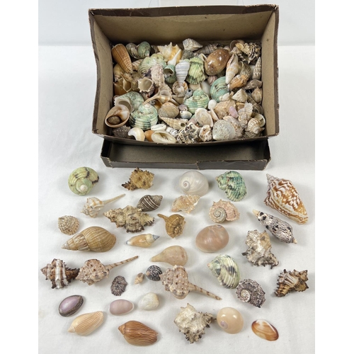 1272 - A box of vintage sea shells in various sizes. Examples include Cowrie, Conch, Limpet, Murex and Tibi... 