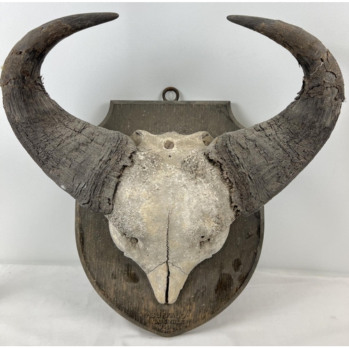 1278 - An antique Blue Nile Buffalo skull cap and horns mounted on a black wooden shield. Painted detail to... 