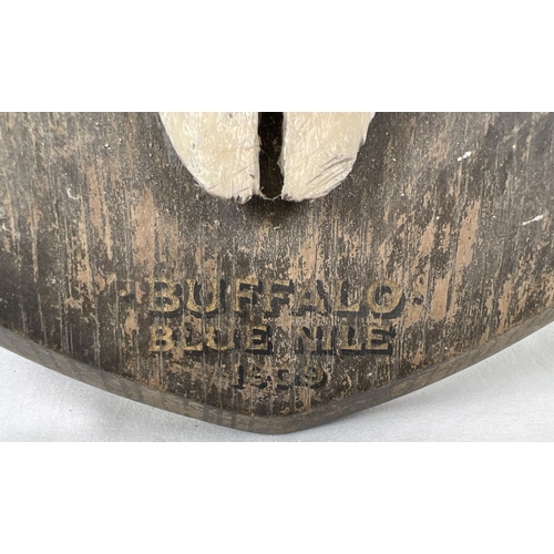 1278 - An antique Blue Nile Buffalo skull cap and horns mounted on a black wooden shield. Painted detail to... 