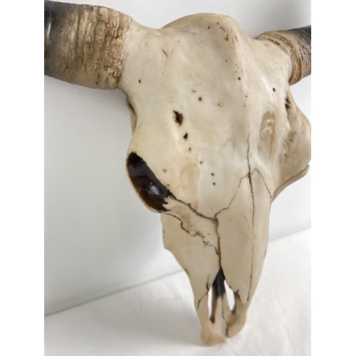 1277 - A large modern resin wall mountable ornament of a buffalo skull and horns. With metal fixing plate t... 