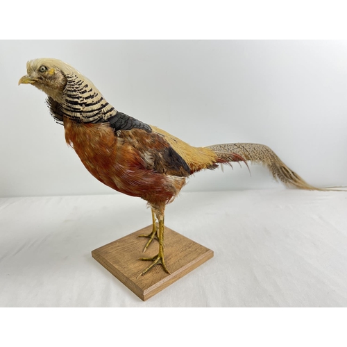 1281 - A vintage taxidermy of an exotic pheasant mounted on a wooden base. Approx. 36cm tall.