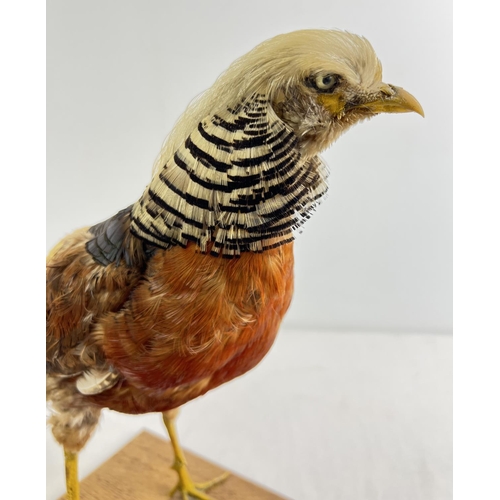 1281 - A vintage taxidermy of an exotic pheasant mounted on a wooden base. Approx. 36cm tall.