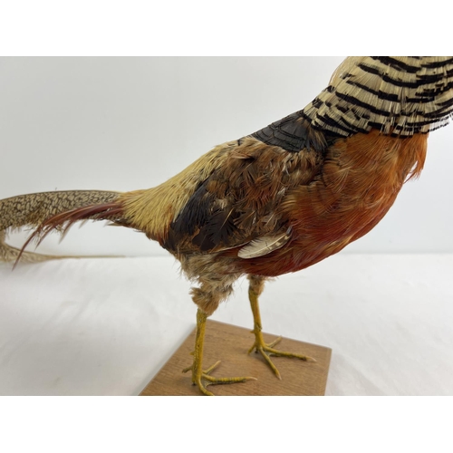 1281 - A vintage taxidermy of an exotic pheasant mounted on a wooden base. Approx. 36cm tall.