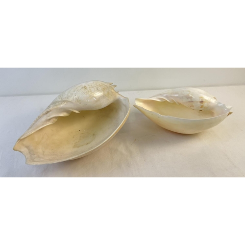 1291 - 2 vintage large white Melon shells. Largest approx. 28cm x 12cm.