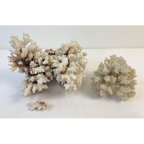 1293 - 2 pieces of vintage white branch coral, one a/f. Largest piece approx. 22cm x 14cm.