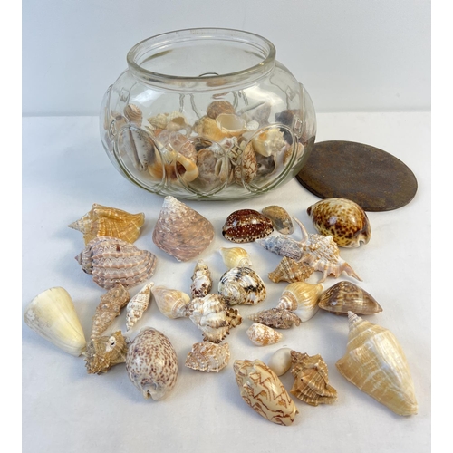 1294 - An oval shaped vintage lidded glass jar containing a collection of vintage sea shells. To include Mu... 