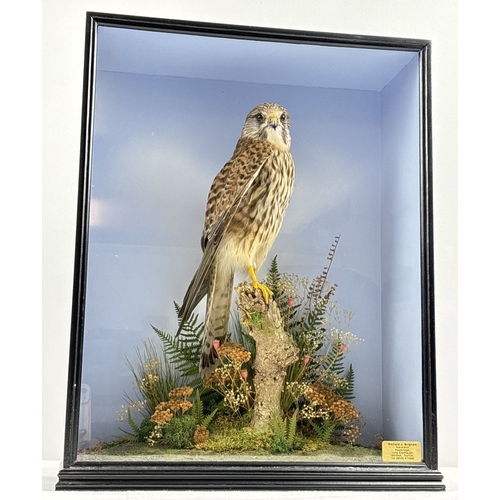 A cased taxidermy of a female Kestrel, Falco Tinnunclus by Naturalist Richard J Brigham, Norwich, Norfolk. Dated 28/12/2001. Displayed on a wooden stump with natural flora and fauna. Case approx. 47 x 36.5cm.