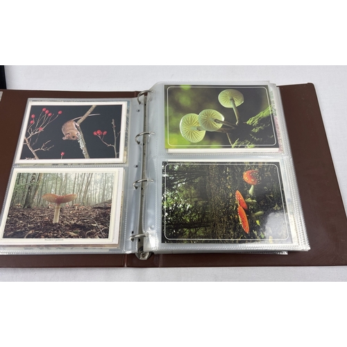 69 - 2 large albums containing 400+ modern bird & wildlife postcards together with a collection of 200+ v... 