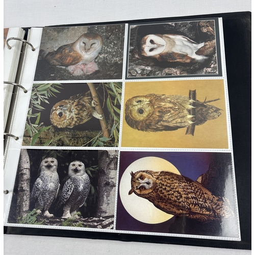 69 - 2 large albums containing 400+ modern bird & wildlife postcards together with a collection of 200+ v... 