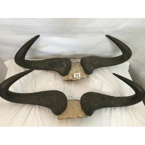 372 - 2 X BYSON HORNS