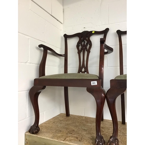 203 - 6 MAHOGANY CHIPPENDALE STYLE DINING CHAIRS ON CLAW & BALL FEET TO INCLUDE 2 CARVERS & 4 DINERS