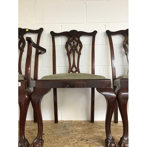 203 - 6 MAHOGANY CHIPPENDALE STYLE DINING CHAIRS ON CLAW & BALL FEET TO INCLUDE 2 CARVERS & 4 DINERS