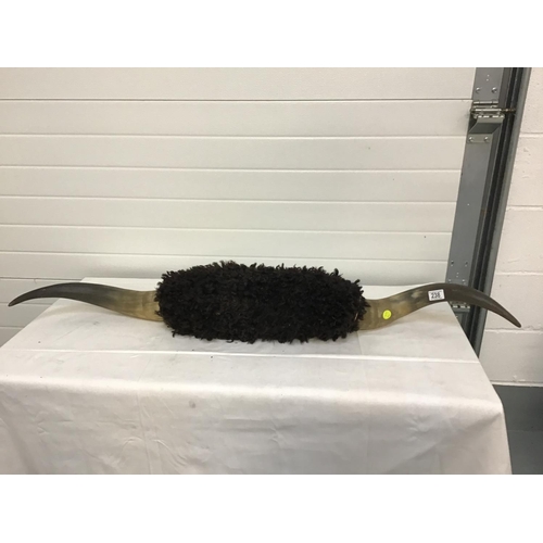 238 - PAIR OF HIGHLAND BULL HORNS A/F - 1 Horn has crack - see pictures