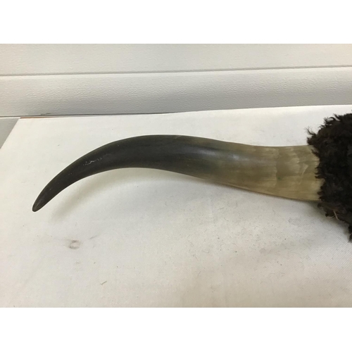 238 - PAIR OF HIGHLAND BULL HORNS A/F - 1 Horn has crack - see pictures