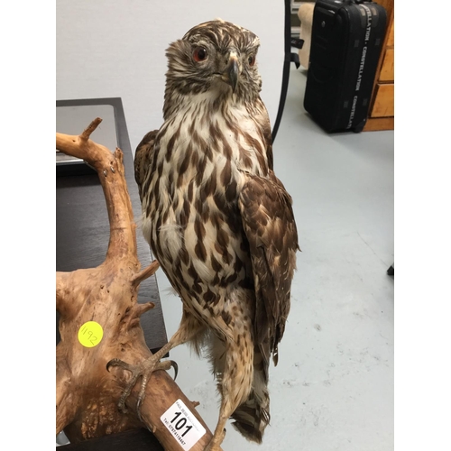 101 - TAXIDERMY BIRD OF PREY MOUNTED ON BRANCH