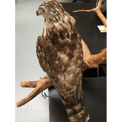 101 - TAXIDERMY BIRD OF PREY MOUNTED ON BRANCH