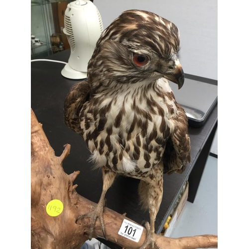 101 - TAXIDERMY BIRD OF PREY MOUNTED ON BRANCH