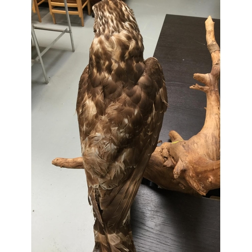 101 - TAXIDERMY BIRD OF PREY MOUNTED ON BRANCH