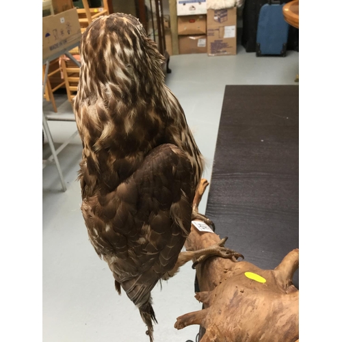 101 - TAXIDERMY BIRD OF PREY MOUNTED ON BRANCH