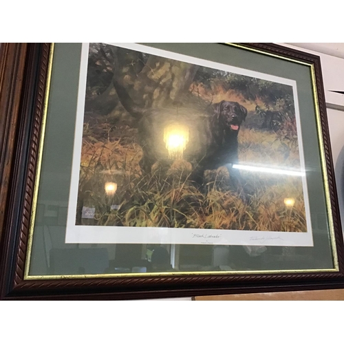 379 - 2 ARTISTS SIGNED PRINTS OF BLACK LABRADORS ONE BY FREDRICK J HAYCOCK