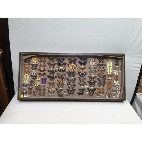 182 - CABINET OF BUTTERFLIES - 42