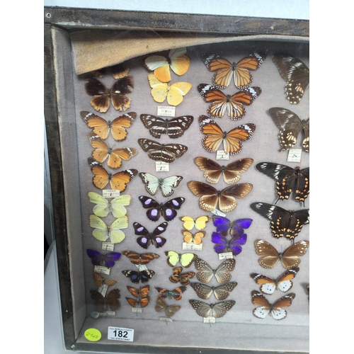 182 - CABINET OF BUTTERFLIES - 42
