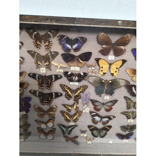 182 - CABINET OF BUTTERFLIES - 42