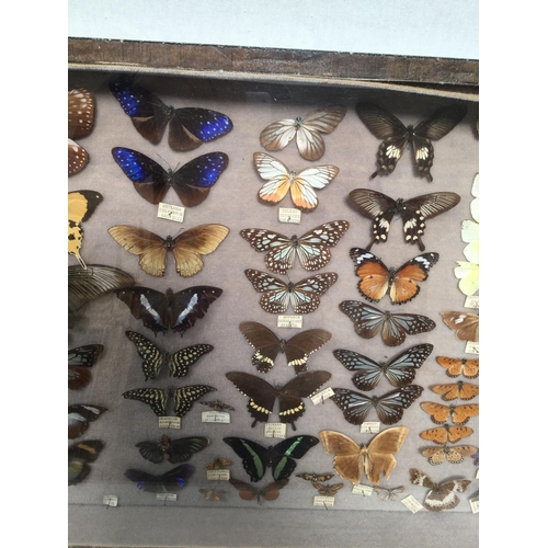 182 - CABINET OF BUTTERFLIES - 42