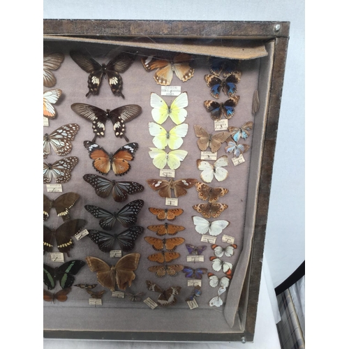 182 - CABINET OF BUTTERFLIES - 42