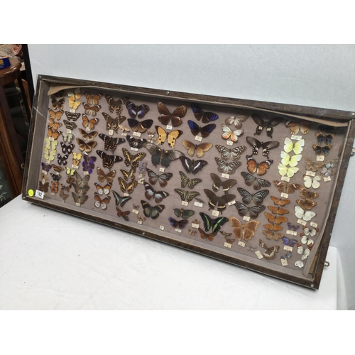 182 - CABINET OF BUTTERFLIES - 42