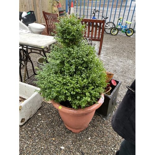 121 - BOX PRIVETT,PLANTERS, ETC