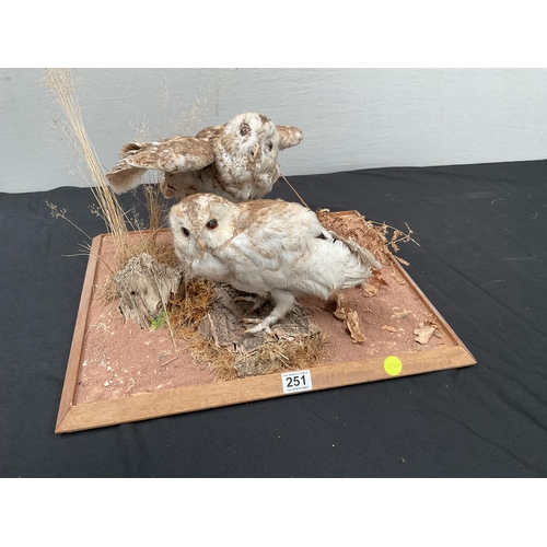 251 - TAXIDERMY OWLS ON BASE