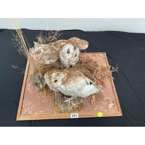 251 - TAXIDERMY OWLS ON BASE