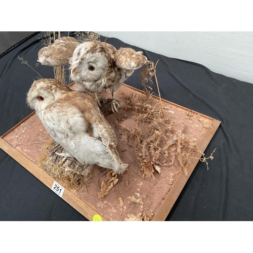 251 - TAXIDERMY OWLS ON BASE