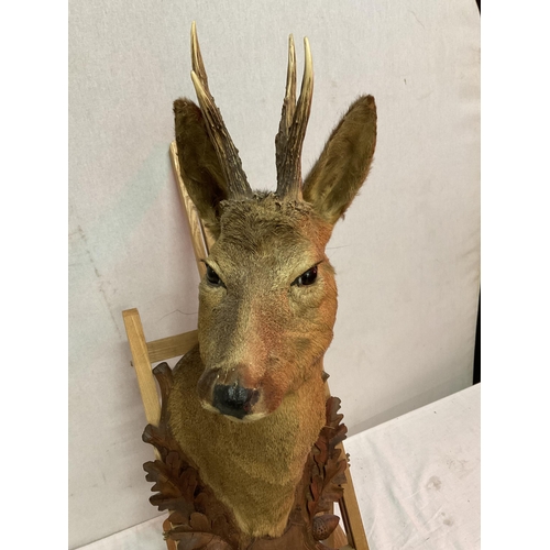 177 - TAXIDERMY DEERS HEAD MOUNTED ON A CARVED WOODEN PLAQUE H26