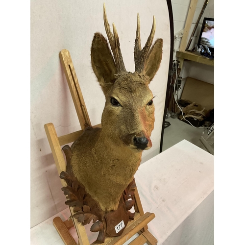 177 - TAXIDERMY DEERS HEAD MOUNTED ON A CARVED WOODEN PLAQUE H26