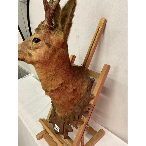 177 - TAXIDERMY DEERS HEAD MOUNTED ON A CARVED WOODEN PLAQUE H26