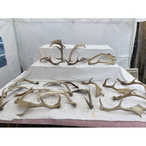 183 - 2 BOXES OF HORNS AND ANTLERS